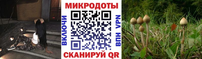 магазин продажи наркотиков  Кольчугино  Галлюциногенные грибы Cubensis 